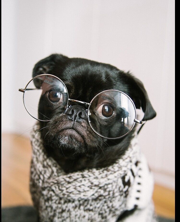 Favorite image of pug with round spectacles.